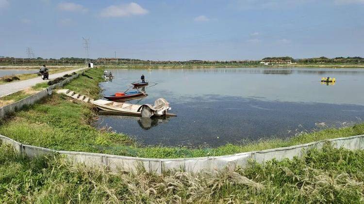 武漢江夏一地大閘蟹大量上市<strong></p>
<p>西鳳酒
</strong>，日產(chǎn)1000斤當(dāng)天售完，每只螃蟹有自己的“身份證”，吃深海小黃魚長(zhǎng)大:西鳳酒
